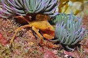 Inachus-phalangium Anemonia-viridis-Belle ile Basse Palais-5m-20160630-Denis-ADER-DSC_8330_tn